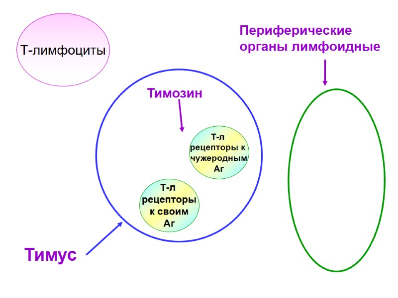 Т-лимфоциты Тимус Тимозин Т-л  рецепторы к  чужеродным Аг Т-л  рецепторы к